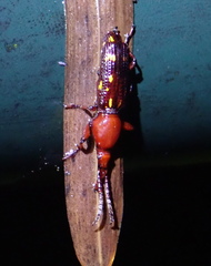 Baryrhynchus poweri