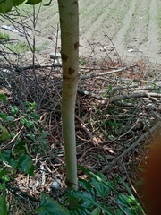 Magnoliopsida