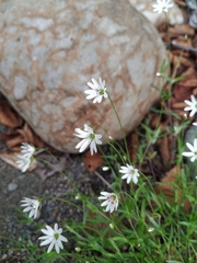 Stellaria peduncularis