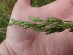 Bromus hordeaceus