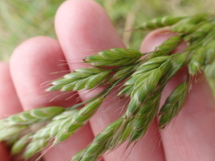 Bromus hordeaceus