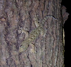 Gekko hokouensis