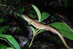 Takydromus formosanus