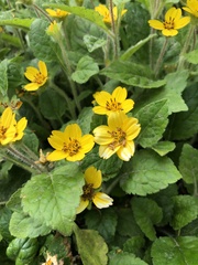 Chrysogonum