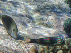 Thalassoma quinquevittatum
