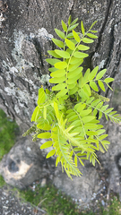 Gleditsia triacanthos