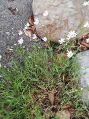 Stellaria peduncularis