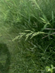 Sphenopholis obtusata