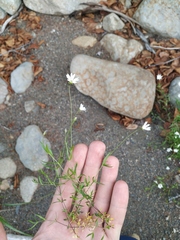 Stellaria peduncularis
