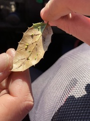 Dryocosmus minusculus