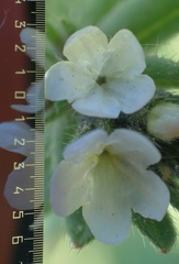 Buglossoides incrassata splitgerberi