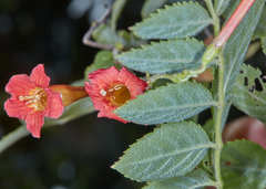 Tecoma tenuiflora