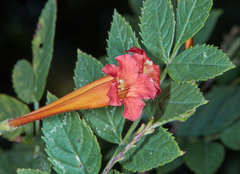 Tecoma tenuiflora