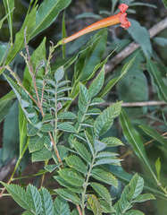Tecoma tenuiflora