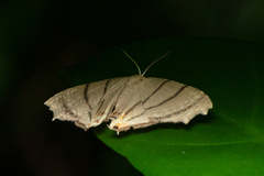 Orudiza protheclaria
