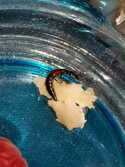 Nudobius lentus