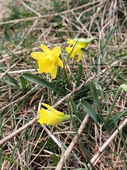 Narcissus minor