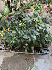 Justicia carnea