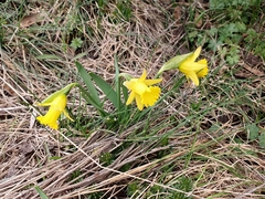 Narcissus minor
