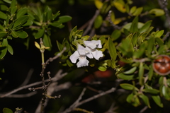 Westringia amabilis