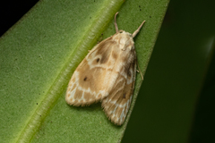 Schistophleps bipuncta