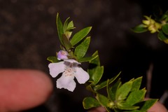 Westringia amabilis