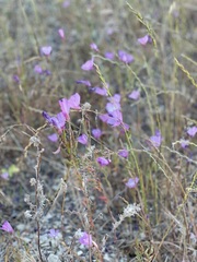 Clarkia dudleyana