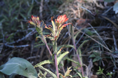 Castilleja disticha