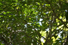 Ixothraupis xanthogastra