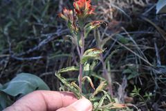 Castilleja disticha