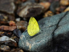 Eurema lacteola