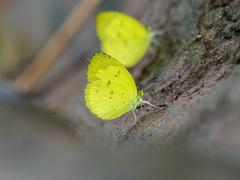 Eurema lacteola