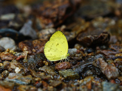 Eurema lacteola