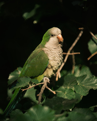 Myiopsitta monachus