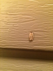 Agonopterix atrodorsella