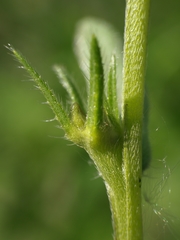 Buglossoides incrassata splitgerberi