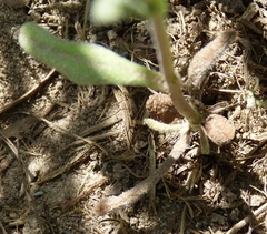 Buglossoides incrassata splitgerberi