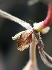 Buglossoides incrassata splitgerberi