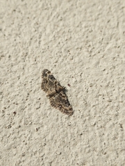 Eupithecia pulchellata