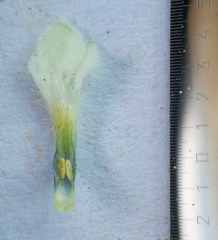 Buglossoides incrassata splitgerberi