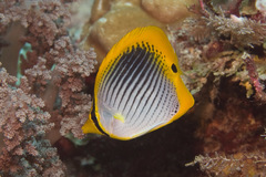 Chaetodon ocellicaudus