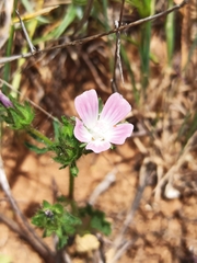 Malva setigera