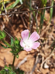Malva setigera