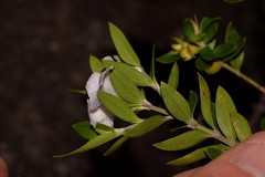 Westringia amabilis