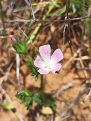 Malva setigera
