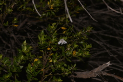 Westringia amabilis