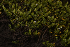 Westringia amabilis