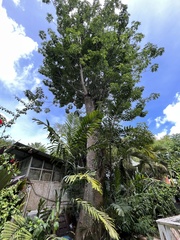 Adansonia digitata