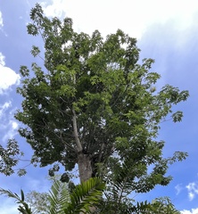 Adansonia digitata