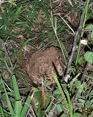 Anaxyrus compactilis